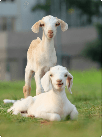 For Goats